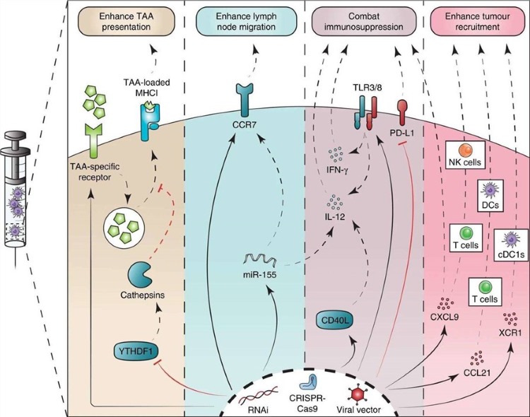 Fig.1 Genetic engineering for the rational design of improved dendritic cell vaccines. (OA Literature)